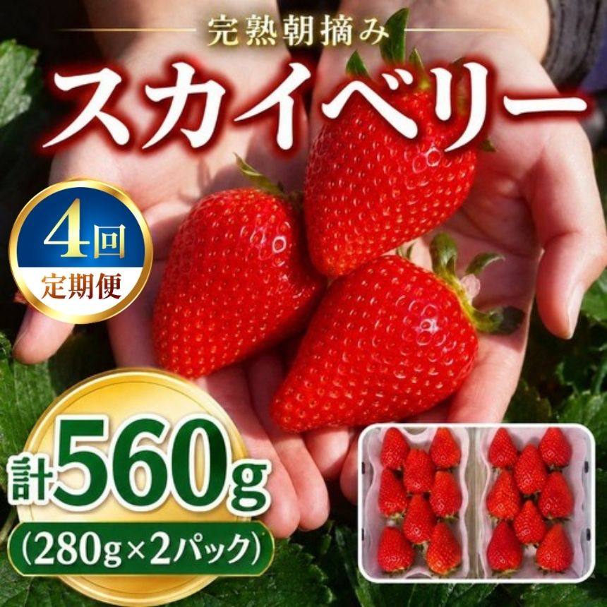 【定期便4回】頬張る幸せ★大粒 「スカイベリー」 560g (280g×2P)| 澳原いちご農園 栃木県 矢板市 【定期便4回】スカイベリー2P｜32000円