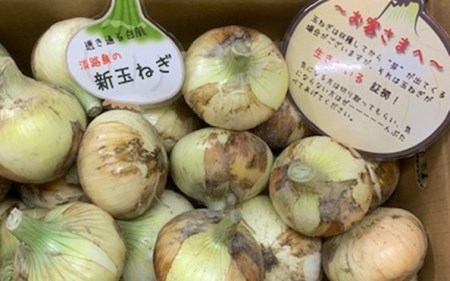 新玉ねぎ シャーロットオニオン 10kg　◆配送３月～６月