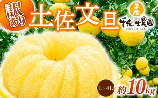 【 先行予約受付 】【 R9年発送 】 土佐文旦 L~4L 約10kg 訳あり 柑橘 フルーツ 果物 ブンタン 文旦 とさぶんたん 高知県 特産品 ギフト プレゼント 贈り物 おいしい 熟成 爽やか 酸味 甘い 果汁 ジューシー 家庭用 旬 季節 限定 2月 3月 4月 春 お取り寄せ グルメ 千光士農園 L 2L 3L 4L 17玉 22玉 安芸市 高知県