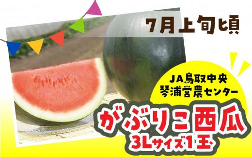 【先行予約】数量限定 鳥取県産 がぶりこ西瓜 1玉（3L）【国産 すいか スイカ 果物 くだもの フルーツ デザート 旬 夏 人気 おすすめ 鳥取県 琴浦町 送料無料】