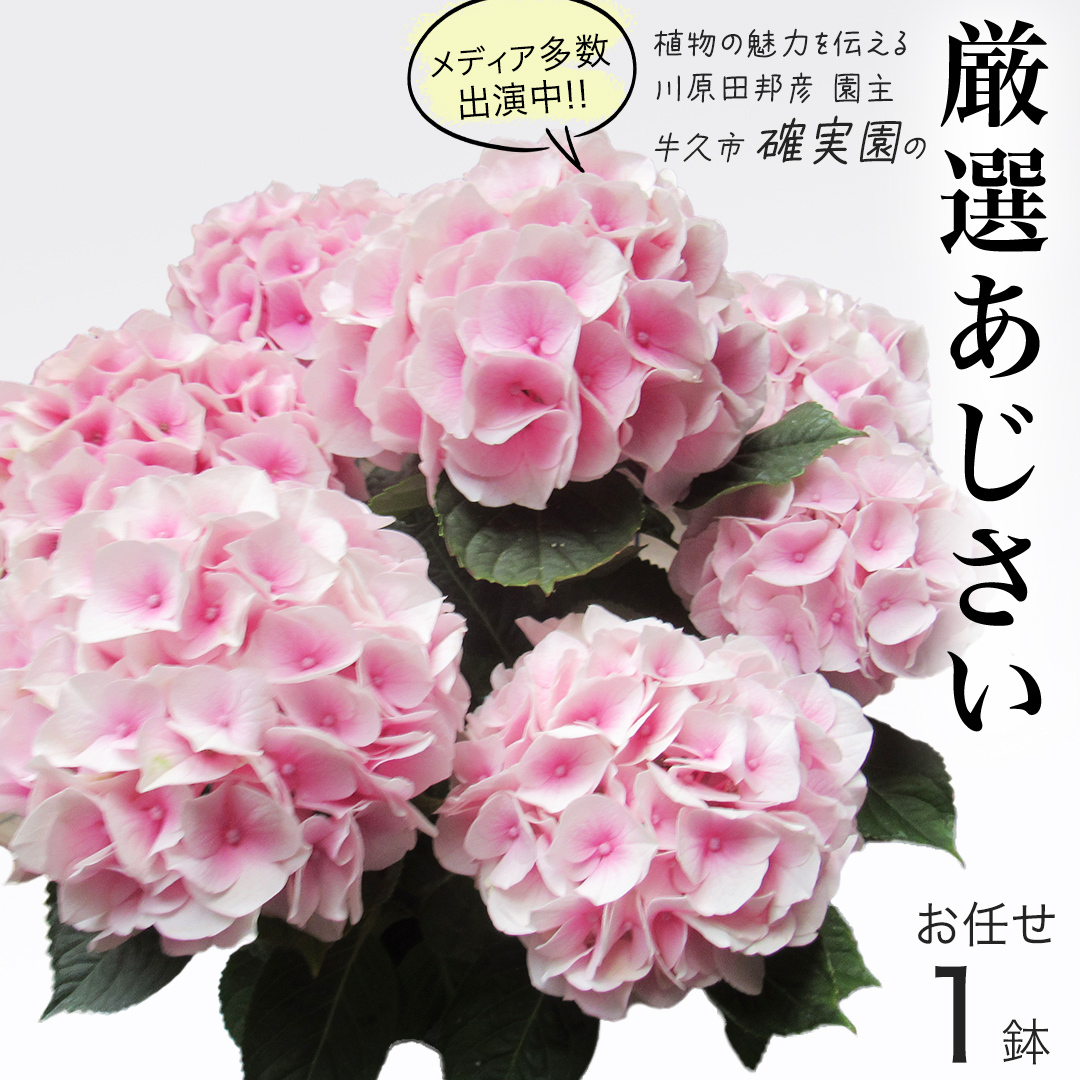 ≪先行予約≫アジサイ 【 おまかせ 1点 】【2025年4月上旬頃より発送開始】 植物 花 インテリア フラワー 紫陽花 お花 園芸 初夏 梅雨 ガーデニング 母の日