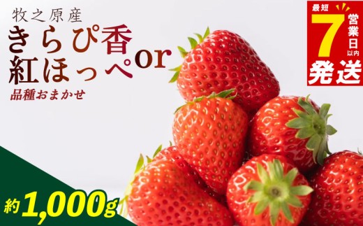【7日以内配送】いちご 紅ほっぺ もしくは きらぴ香 1kg 品種 おまかせイチゴ 苺 国産 甘い あまい 果物 くだもの スイーツ ご褒美 果実 美味しい おいしい おすすめ オススメ 人気 数量限定 ジャム ケーキ デザート おやつ ストロベリー ベリー 完熟 直送 ギフト 家庭用 贈答用 贈り物 プレゼント フルーツ アレンジ おやつ 農家直送 朝どれ 朝採れ 森木農園 静岡県 牧之原市