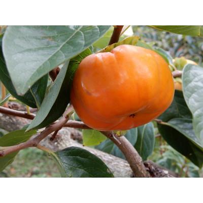 ふるさと納税 かすみがうら市 柿 早生(わせ) 3種セット 9〜12個(約3.5kg)