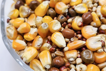 鳩のえさ 特別配合P 5kg×1袋 サイトウ・コーポレーション 飼料