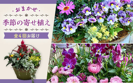 【4回定期便】寄せ植え プランター [ACZZ009] 寄せ植え 寄せ植え 寄せ植え 寄せ植え 寄せ植え 寄せ植え 寄せ植え
