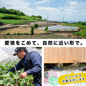＜先行予約受付中！2026年6月以降順次発送予定＞鹿児島県産！南国グリーンメロン(2Lサイズ×5個) メロン めろん 果物 スイーツ デザート フルーツ 【あくね旬の店いきいき館】akn015-19