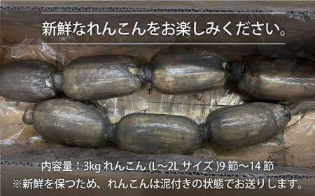 【先行予約 2026年8月〜発送】 泥付きれんこん3kg / れんこん [IAW006]