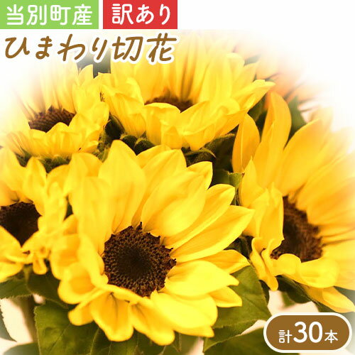 【ふるさと納税】【訳あり】ひまわり 切花 30本 黄色 オレンジ 四季農場《6月上旬-10月中旬頃出荷》北海道 当別町 花 お花 はな ひまわり 夏 切り花 冷蔵便 北海道産 当別町産 インテリア