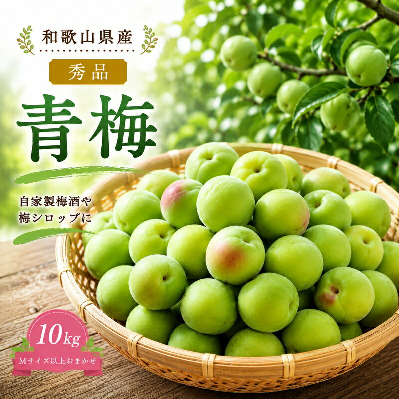 【ふるさと納税】 青梅 10kg 秀品 Mサイズ 以上 サイズおまかせ / 梅酒 梅ジュース 梅 和歌山 梅干し 梅シロップ 和歌山県産 ※2027年6月下旬～7月上旬に順次発送 ※北海道・沖縄・離島への配送不可