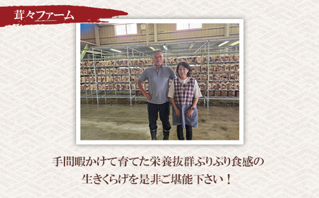 群馬県産 生 乾燥きくらげセット (こたちゃんきくらげ) 無添加 無農薬 国産