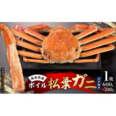 ふるさと納税 北栄町 鳥取県産タグ付きボイル松葉ガニ中1枚(600g〜700g)