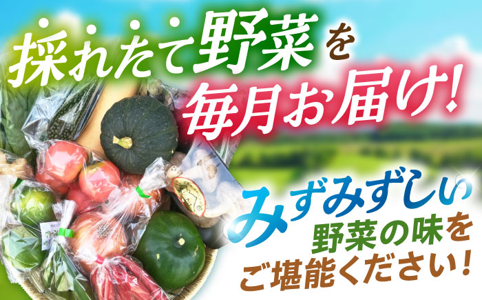 【6回定期便】諫早産野菜の詰め合わせ(8～9品目程度) / 季節 旬 野菜 春野菜 夏野菜 秋野菜  / 諫早市 / 肥前グローカル株式会社 [AHDI002]
