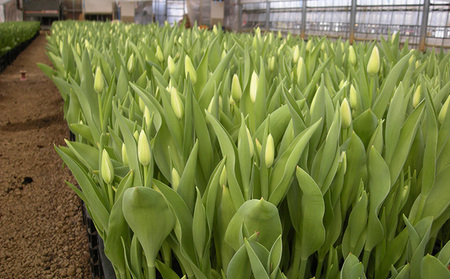 フラワーファームしろねのチューリップ切花50本（ピンク20本・黄20本・赤10本） チューリップ 花束 切花 植物 花 