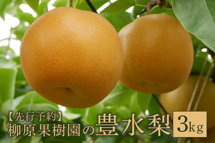 
                  【2026年先行受付】 梨 豊水 3kg 8～12個 2L～4L 柳原果樹園 ナシ 果物 国産 和梨 大玉 なし フルーツ 甘い 果汁 新鮮 デザート 旬 秋 スイーツ くだもの ジューシー 果肉 酸味 ギフト 贈答用 茨城 茨城県 笠間 笠間市
                