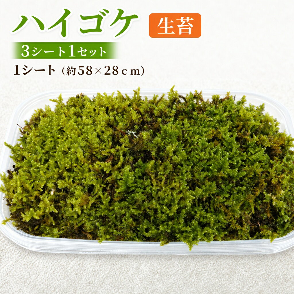 【ふるさと納税】【北海道・沖縄・離島　配送不可】ハイゴケ生苔3シート1セット ハイゴケ 生苔 緑化 コケテラリウム 屋内外 手軽 自然 癒し 小スペース 簡単 成長 緑の魔法 美しさ 空間作り ガーデニング インテリア