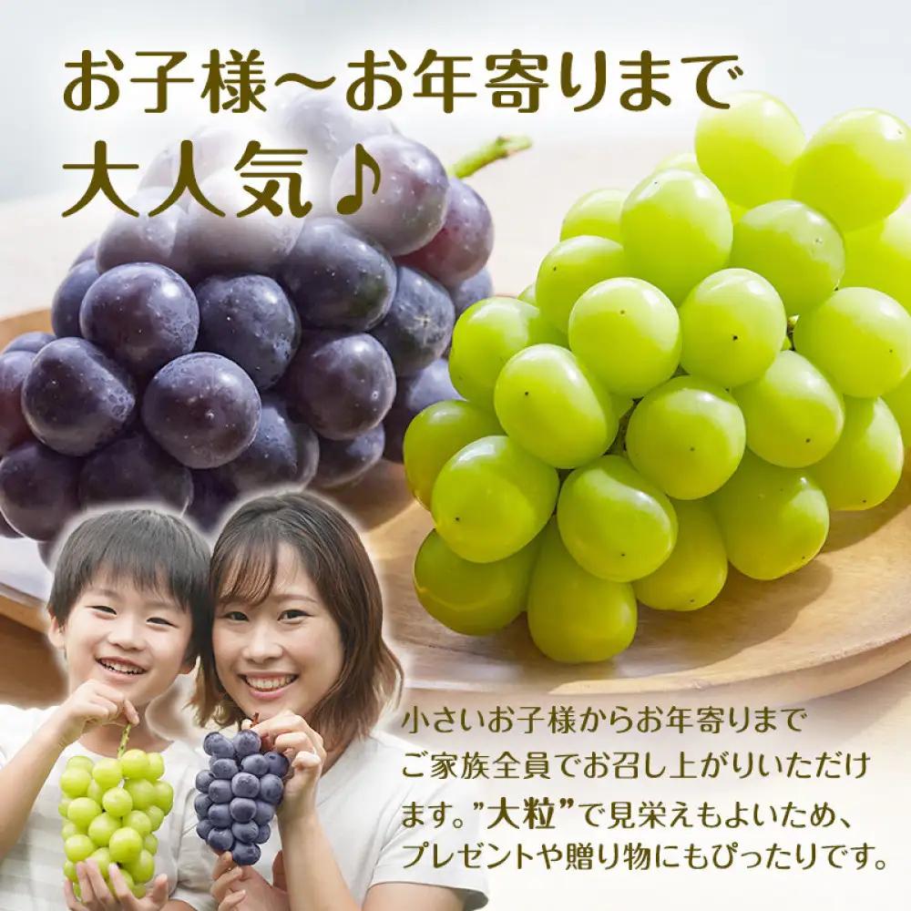 食べ比べ「ナガノパープル&シャインマスカット」約1kg （2～３房）入【2026年9月以降発送予定】(さらしな青果) | ぶどう  シャインマスカット
