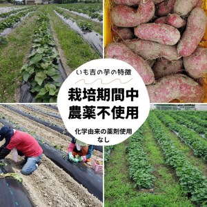 100%天日干し 京都 丹波産 「干し芋」10パック【栽培期間中農薬不使用 無添加】《紅はるか さつまいも 干しいも 有機質肥料》