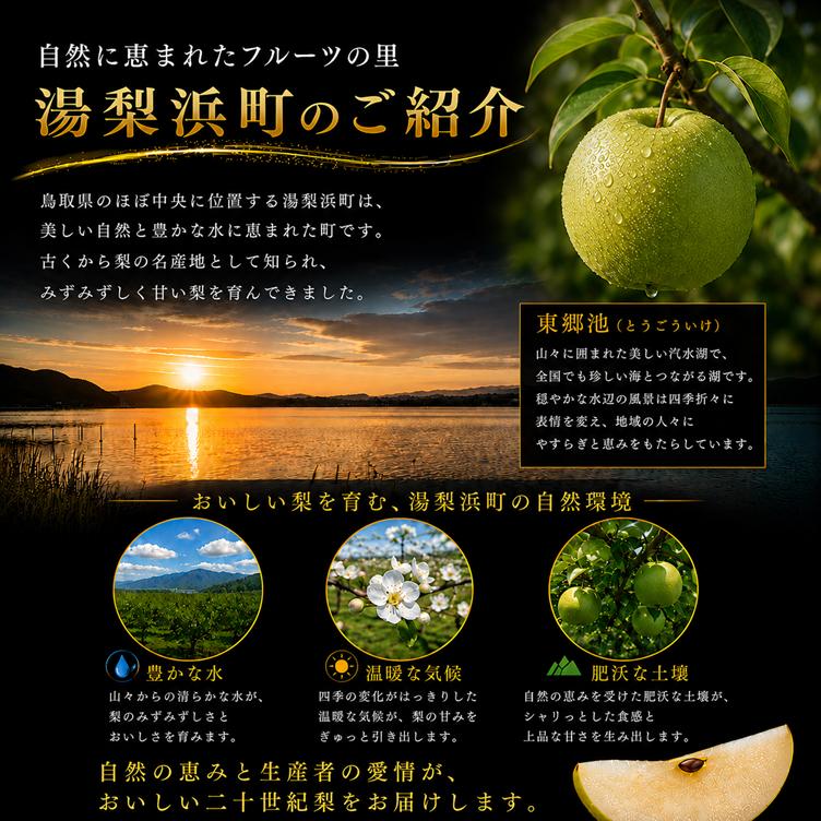 梨 なし 二十世紀梨 3kg 東郷 (5M.)| 二十世紀 鳥取県 湯梨浜町 果物 フルーツ 特産品