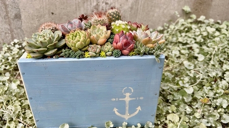 多肉植物の寄せ植えアレンジ ちびサボテン入り ／ aju succulent 植物 インテリア ガーデニング 15種 そのまま飾れる プレゼント ギフト 奈良県 葛城市