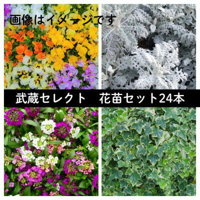 【ふるさと納税】武蔵セレクト　初冬の花苗セット24ポット【配送不可地域：離島・北海道・沖縄県】【1624920】