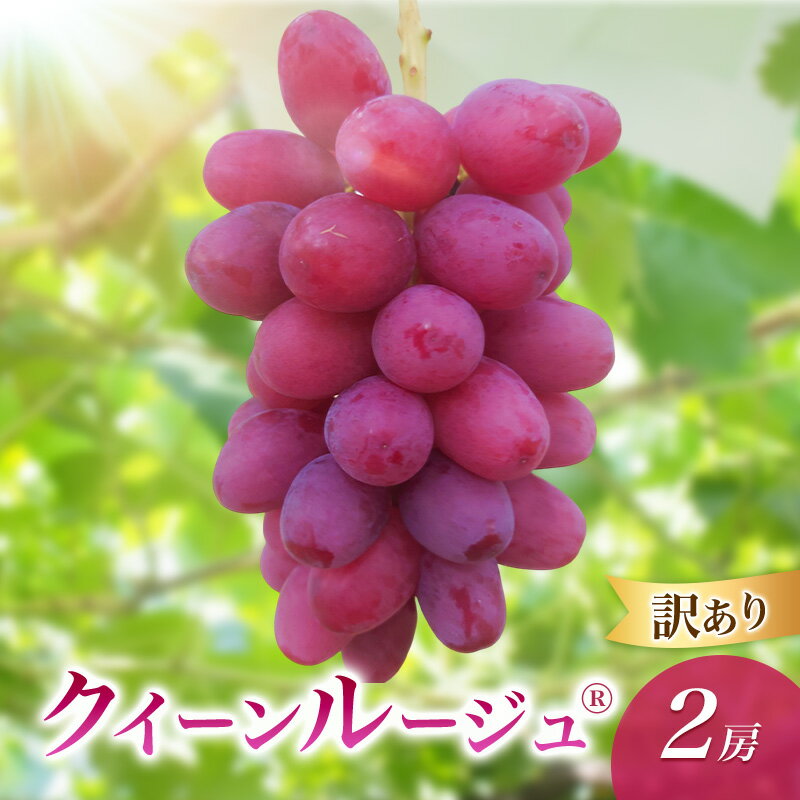 【ふるさと納税】2026年産訳ありクイーンルージュ(R)2房　果物 葡萄 ぶどう 赤ぶどう マスカット フルーツ 長野県 駒ケ根市　お届け：2026年10月上旬～10月下旬