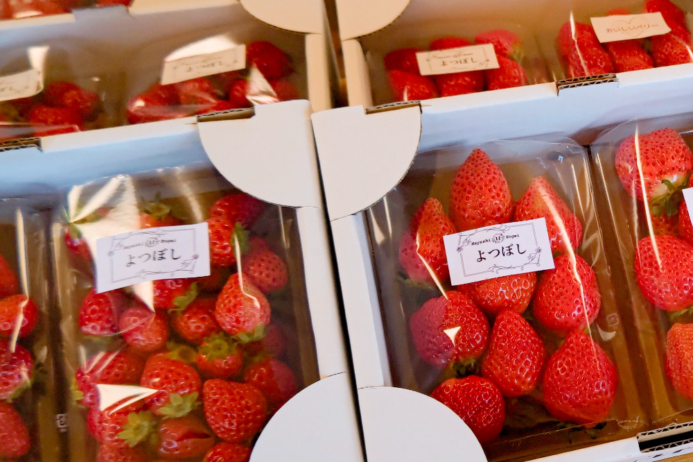 《2026年1月上旬～3月下旬発送》関東限定配送 イチゴ よつぼし 約260gパック×4