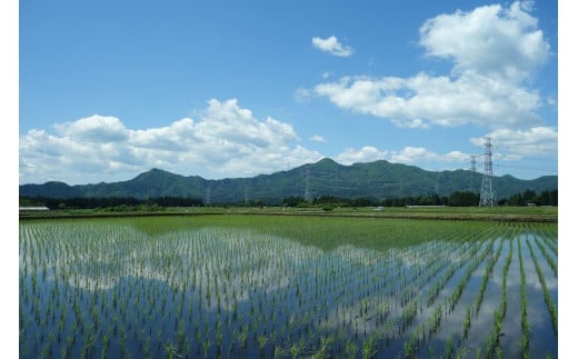 町内の水田で栽培され