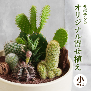 サボテンのオリジナル寄せ植え（小） 本格サボテン 産地直送 サボテン インテリア サボテンギフト プレゼント オシャレ かわいい 人気 多肉植物 [133O01]