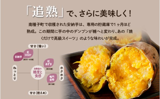  【先行予約】安納いも さつまいも 10kg (Lサイズ)【種子島南興ファーム】種子島 焼きいも 焼き芋 本場 安納芋  さつま芋 甘い ねっとり スイーツ おやつ グルメ お取り寄せ おせち 人気 