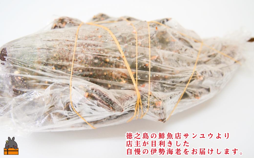 新鮮なまますぐ冷凍!!徳之島産冷凍“特大”伊勢海老1尾（1.5kg以上）　（ 伊勢えび イセエビ いせえび 伊勢えび 伊勢エビ えび エビ 海老 鍋 ご馳走 海の幸 料理 海産物 家族 正月 お祝い 