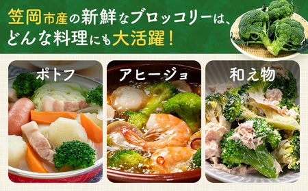 大玉 干拓 ブロッコリー 3Lサイズ 3~5玉 松浦農園 【配送不可地域あり】（離島）《12月上旬-5月中旬頃出荷》 岡山県 笠岡市 野菜 青果物