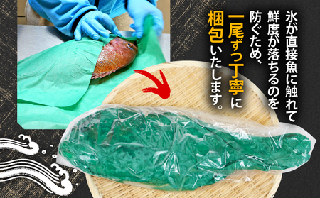 真鯛 3尾 宇和海産 神経締め こもこもShop お刺身 お刺身 D035-186005