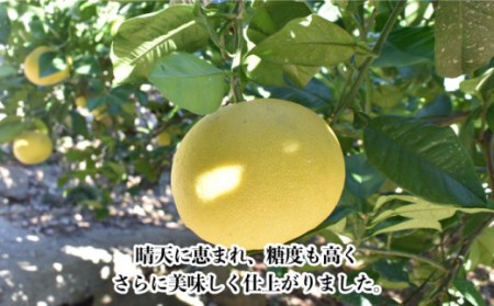 【数量限定】文旦(ぶんたん) 中玉 約8kg[OAF002] 文旦