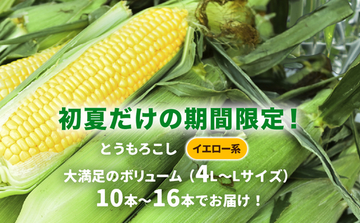 朝採れ とうもろこし 10~16本 イエロー とうもろこし