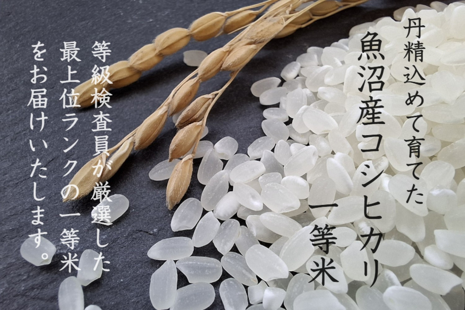 【 数量限定 】《 令和6年産米 》 魚沼産コシヒカリ 5kg 一等米 ( 慣行栽培 )