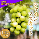 【ふるさと納税】【先行予約】朝どれ新鮮！キラキラ大粒！ご褒美シャインマスカット 1.2kg以上＜出荷時期:2025年8月中旬出荷開始～2025年10月17日出荷終了＞【 お祝い プレゼント ギフト 贈り物 山梨県 南アルプス市 】