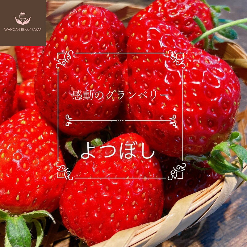 【ふるさと納税】【先行予約】完熟プレミアムいちご「グランベリー」 品種：よつぼし＆ほしうらら 各1パック 計約630g（約315g×2パック） イチゴ 苺 くだもの 果物 果実 フルーツ 冷蔵 三重県産 国産 三重県 桑名市 送料無料 【2026年1月上旬～3月上旬迄発送予定】