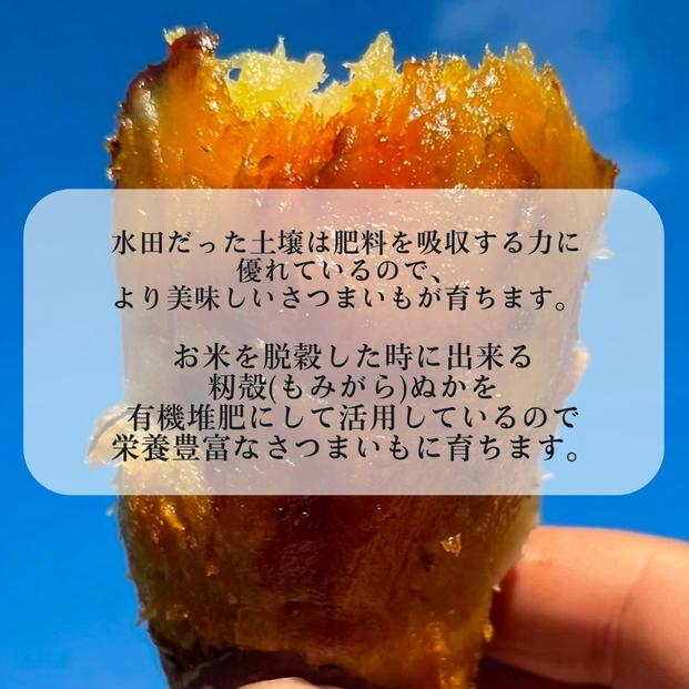 生芋(紅はるか) 5kg（サイズS～L混合）