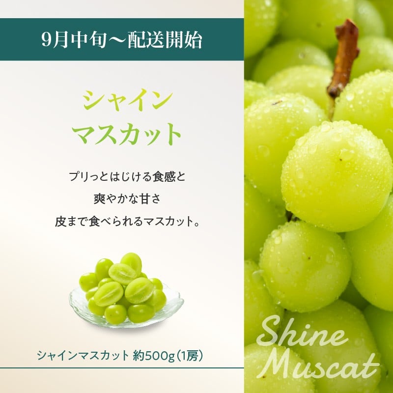 山形フルーツ人気ベスト５★【定期便全5回】 【060-T13】