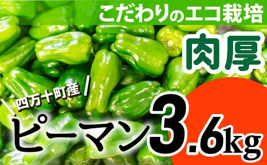 
肉厚ジューシー！エコ栽培でえぐみ少ないピーマン3.6Kg Fms-06 農産物 新鮮 ぴーまん 野菜 大量
