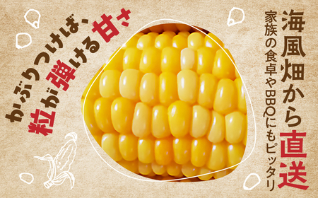 ≪先行予約≫ 令和8年産（2026年収穫）黄色とうもろこし 14本 直売所で大人気！ 愛知県 豊橋市 夏野菜 野菜 ミネラルたっぷり 海風そだち 潮風 BBQ 家族で 大容量 豊橋 ともちゃんのやさい