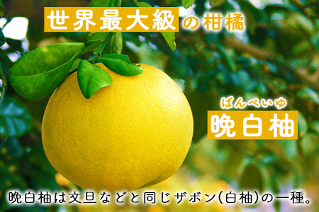 晩白柚ジュレ170g×12個 道の駅竜北 晩白柚 