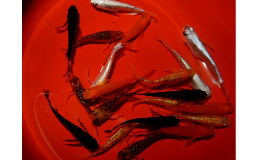 讃岐のめだかの特選めだか ミックスヒレ長めだか5ペア 372013_EX023