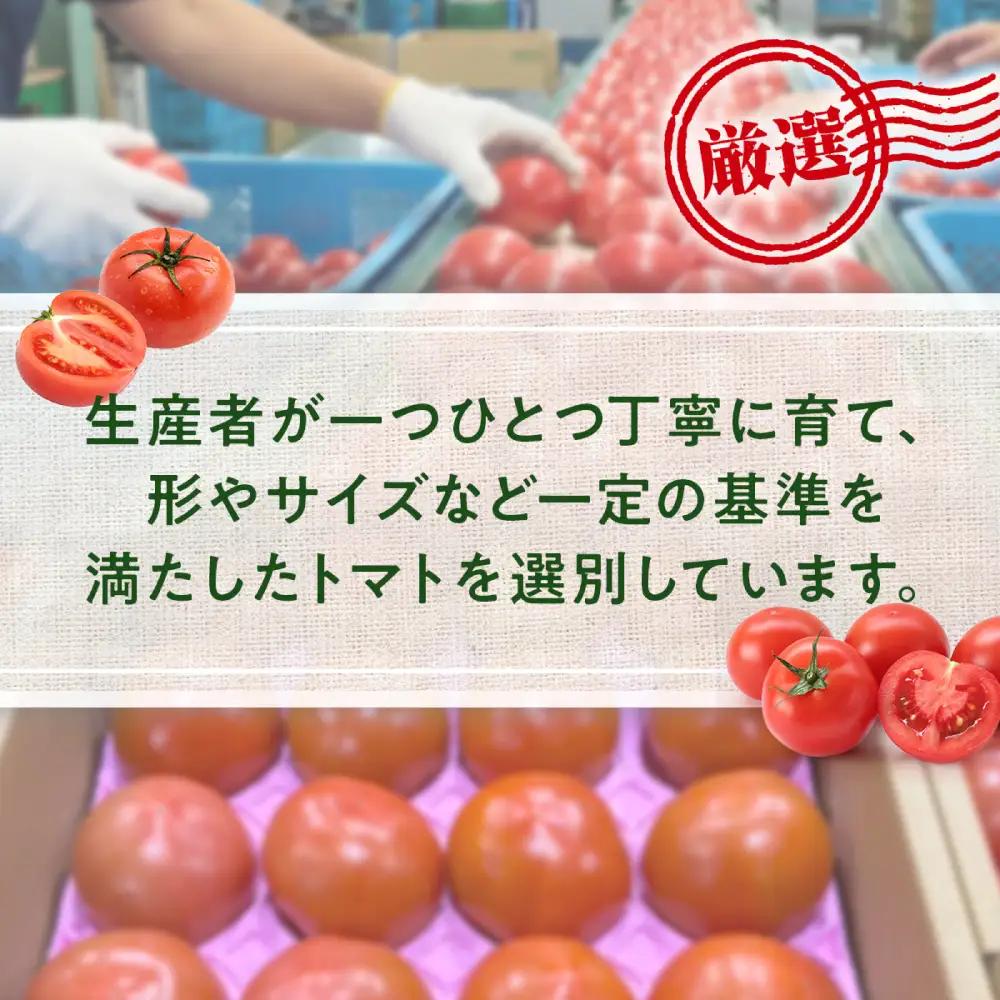 【先行予約】 熊本県八代市産 トマト 約4kg (20玉または24玉) 野菜 旬 【2027年1月上旬より順次発送】
