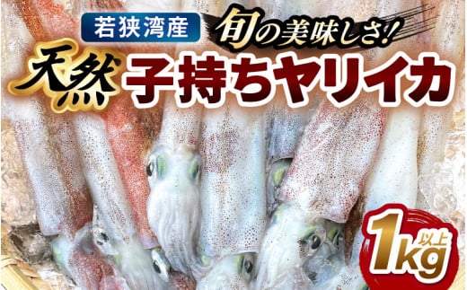 旬の美味しさ 天然 子持ちヤリイカ 1kg 以上【 やりいかイカ いか いかめし いかそうめん いか焼き 姿焼き 卵 げそ 刺身 冷凍 煮付け 海鮮 鮮魚 おつまみ 】 [m36-a023]