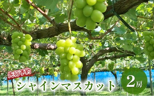 
                  おかべ農園　長野市産 シャインマスカット（贈答用） 2房【2026年9月下旬頃発送予定】 | フルーツ 果物 葡萄 ブドウ シャインマスカット 贈答用 ぶどう 人気 おすすめ ギフト 長野県 長野市 信州 信濃 ふるさと納税
                