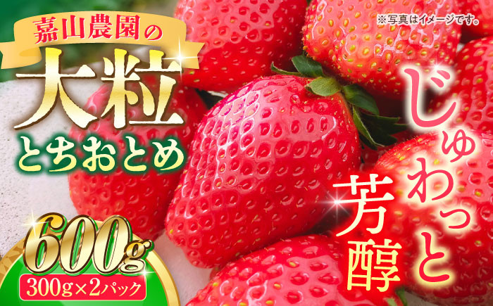 
【先行予約】【数量限定】嘉山農園の完熟大粒いちご とちおとめ（300g×2パック）イチゴ 苺 フルーツ 果物 いちご 【いちごはうす嘉山農園】 [AKCO001]
