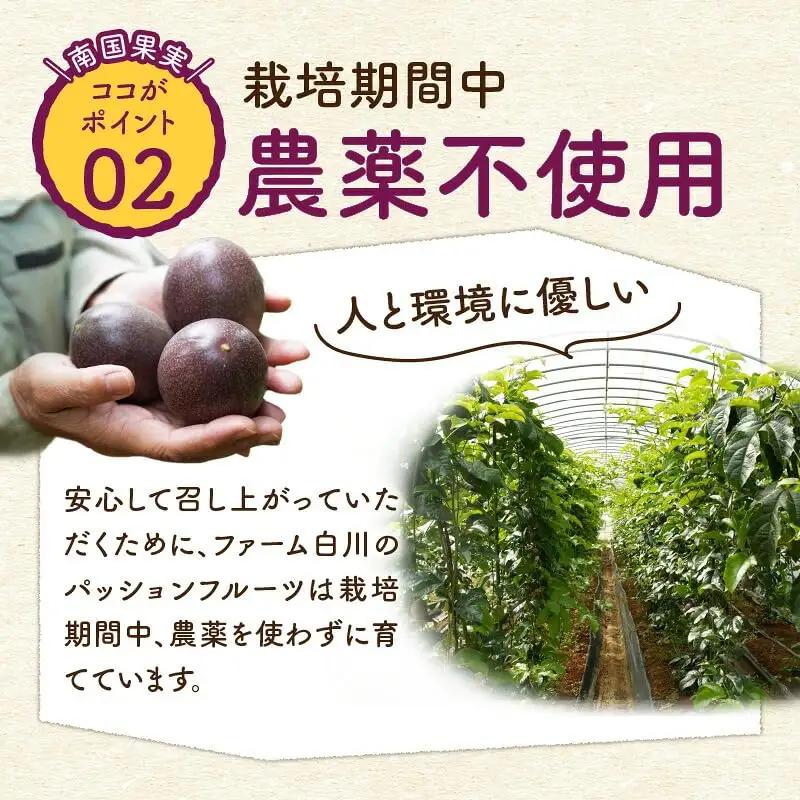 【2027年先行予約】紫の宝石！ファーム白川のパッションフルーツ 12個 C032-004 果物 フルーツ