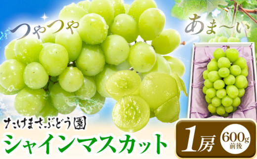 【2026年先行予約】シャインマスカット 1房 たけまさぶどう園 先行予約《2026年9月上旬-10月中旬頃出荷》岡山県 浅口市 フルーツ デザート おやつ マスカット 果物 国産 岡山県産 くだもの 青果物 送料無料【配送不可地域あり】(離島)