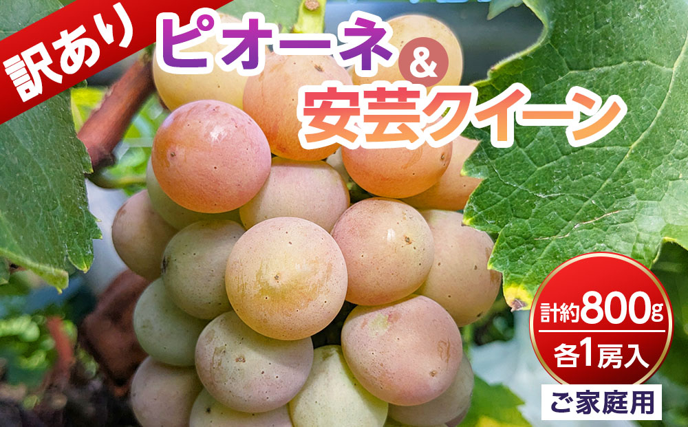 【ご家庭用・訳あり品】安芸クイーン・ピオーネ　約800g（2房入）